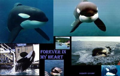 sauvez Willy <3