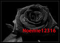 noemie12316