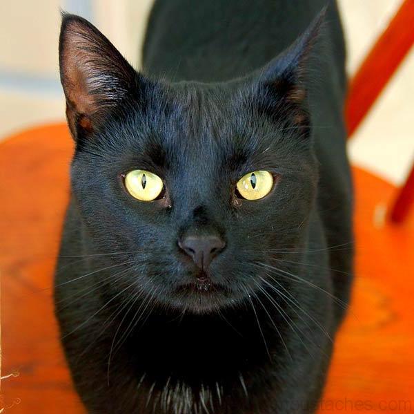 chat noir yeux vert race