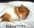 Didine7797